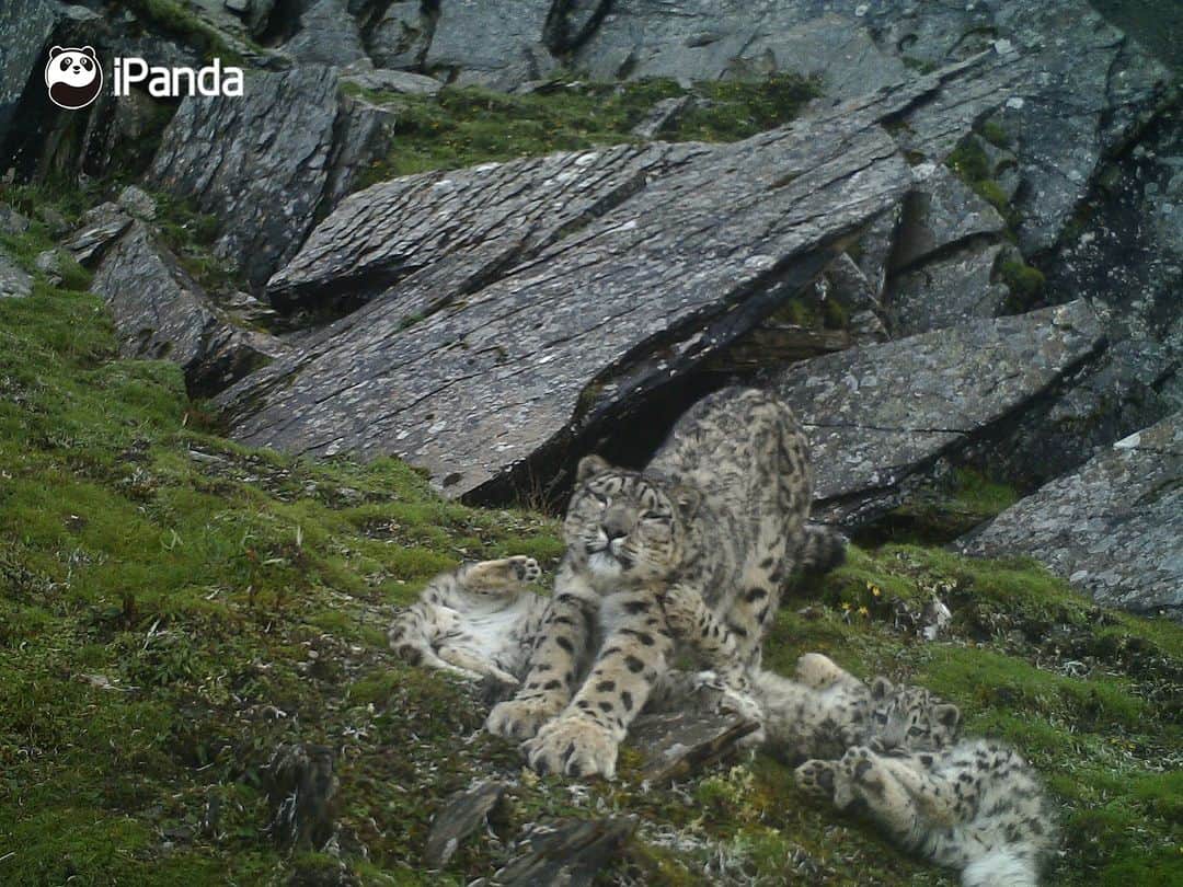 iPandaさんのインスタグラム写真 - (iPandaInstagram)「October 23rd is the 11th International Snow Leopard Day. As the top predator in the alpine ecosystem, the stable existence of the snow leopard population is a bellwether for the structural integrity and health of the ecosystem. Let’s enjoy the vigorous figure of the “King of Snow Mountain”! 🐼 🐼 🐼 #Panda #iPanda #Cute #PandaNews #PandaPic #WildlifeParadise   For more panda information, please check out: https://en.ipanda.com」10月23日 19時20分 - ipandachannel