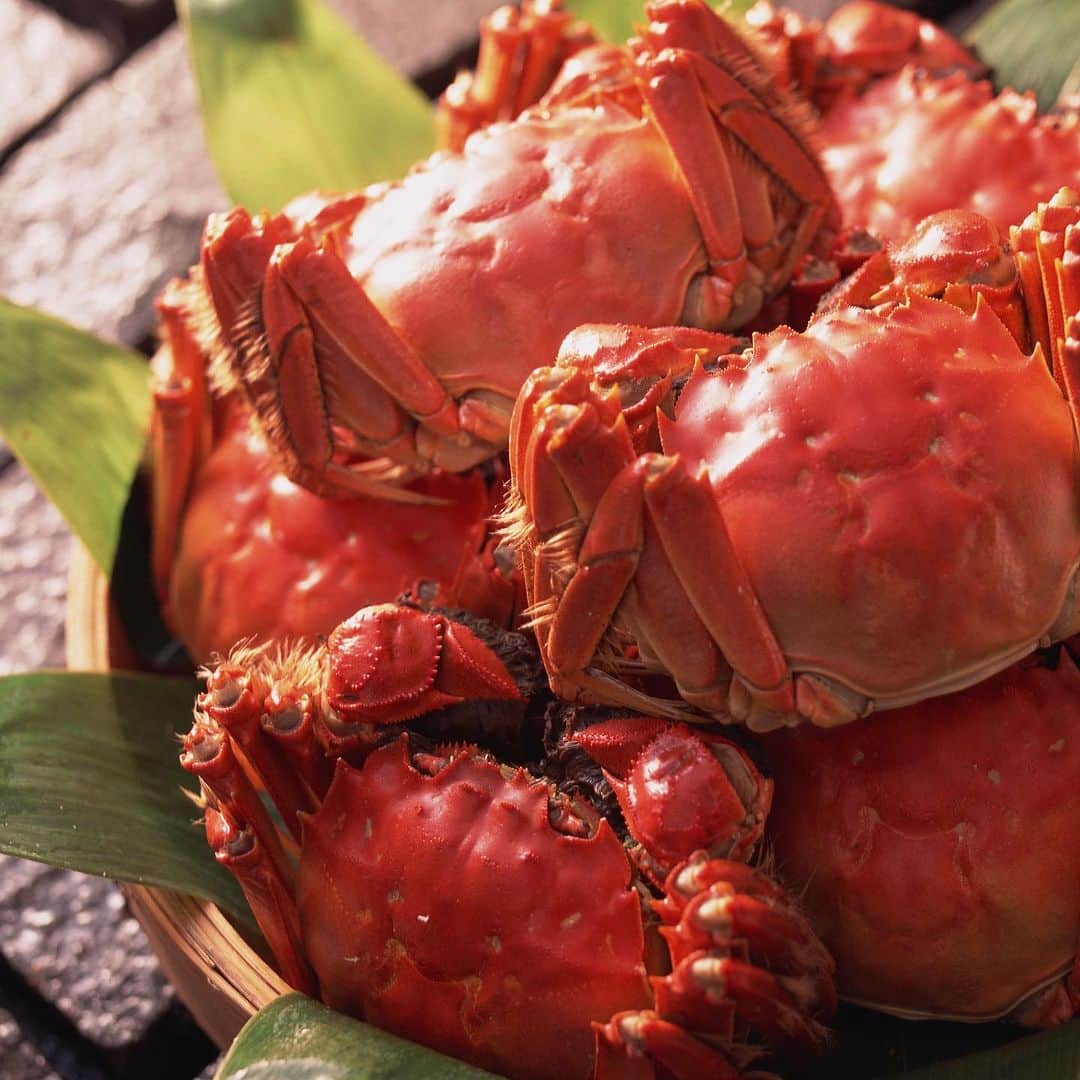 newotani_osakaのインスタグラム：「【上海蟹を熟知した🦀蟹好きに贈る1ヵ月『上海蟹フェア』】 中国料理「大観苑」では、今食べ頃を迎えている「上海蟹」を堪能するグルメフェアを開催中です✨  中国料理の“秋の味覚”といえば「上海蟹」。 特に上海蟹の味噌は、他の蟹と比べると色鮮やかなオレンジ色をしていて濃厚な味わいが特長。「蒸し蟹」として食べるのが定番スタイルですが今回のフェアでは、炒め料理に煮込み料理など様々な形で上海蟹をお愉しみいただけます。  コース料理の他にも、アラカルトでもご用意🍽️ 食欲の秋を満たすメニューで、今年の秋をご満喫ください😊  『上海蟹フェア』 [期間]2023/11/30(木)まで [時間]ランチ  11:30-14:30   ディナー 17:00-21:30(LO21:00) [料金] ・上海蟹コース 1名さま ￥17,000 ・絶品蟹コース 1名さま ￥30,000 ・アラカルトメニュー ￥1,500～ ※サービス料別 [店舗]中国料理「大観苑」  詳しいメニューの情報は、プロフィールアカウント「レストラン&バー ウェブサイト」→ 「中国料理 大観苑」→「上海蟹フェア」をチェック🔎 @newotani_osaka  ーーーーーーーーーーーーーーーーーーーーーーー #ホテルニューオータニ大阪 #大阪城 #大阪城公園 #大阪城ホール #中国料理 #中華 #上海蟹 #蟹 #かに #カニ #ふかひれ #ふかひれスープ #小籠包 #チャーハン #炒飯  #大阪ランチ #大阪ディナー  #大阪ホテル#ホテルランチ #ホテルディナー  #hotelnewotaniosaka#osakacastle  #osakacastlepark#chinesefoods  #osakalunch #osakadinner#crab  #chinesemittencrab #osakahotel#osakatrip  ーーーーーーーーーーーーーーーーーーーーーーー」