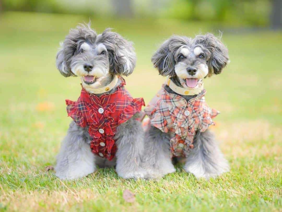 中野区在住のミニシュナのInstagramのインスタグラム：「⑅︎◡̈︎* ・ genicの新作✨ @genic_dog  タータンチェックフリルシャツを着ると笑顔になるよ⸜( ´ ꒳ ` )⸝♡︎  今年の秋冬もおしゃれしていっぱいお出掛けしようね♡  #ジェニッカーズ #笑顔犬 #犬服 #ドッグウエア#わんことお出かけ #シュナウザー #シュナウザー部 #シュナウザー大好き #シュナウザー多頭飼い #シュナウザーのいる暮らし #シュナウザー好きさんと繋がりたい #シュナスタグラム #schnauzer #schnauzerlove #schnauzerworld」