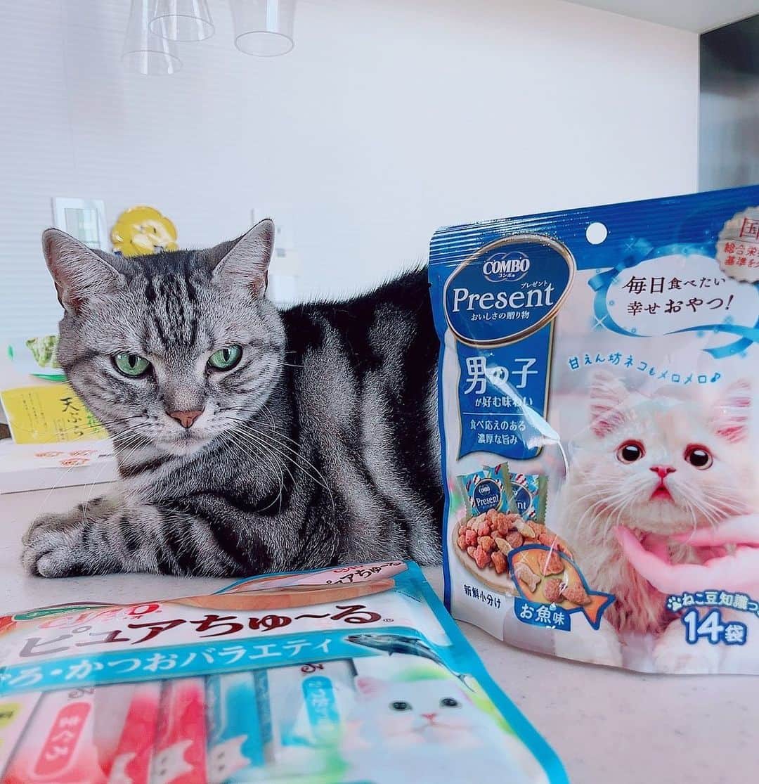 のインスタグラム：「. サンタ、ファンの方からプレゼントもらって嬉しいねぇ♡ モグモグです‼︎ なんだか食欲増した気がします🐈 ありがとうございます♡  #ねこ #猫 #ねこのいる生活 #ねこ好き #ねこと暮らす  #ねこごはん」
