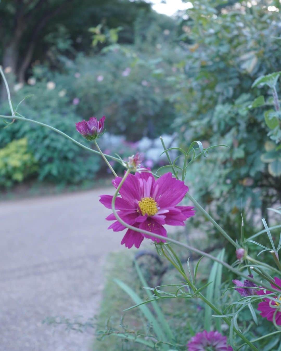 maari watanabe(まありん)のインスタグラム：「🌸🍂📷Cosmos リフレッシュタイム」