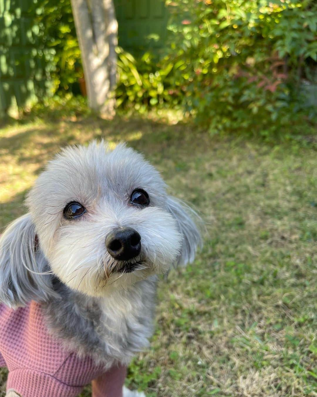 小坂温子のインスタグラム：「長崎の実家にやっと帰って来れた🐶 癒されてます🌳✨ #お天気良くて #きもちいい  #幸せ #今日もありがとう  #マガちゃん #マルプー  #マーガレット #in長崎 #innagasaki  #ながさき」