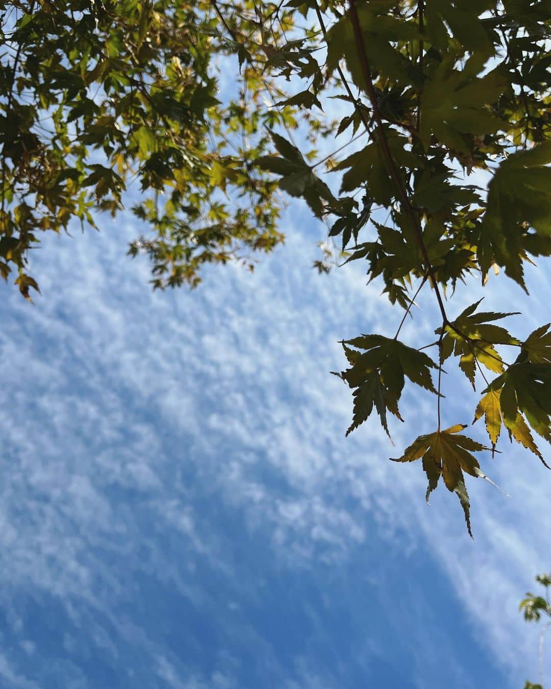 林萌々香のインスタグラム：「紅葉も少しずつ色づきはじめてる気がする🍁  そういえば今日イチョウの木がめっちゃ綺麗な夢を見た✨」