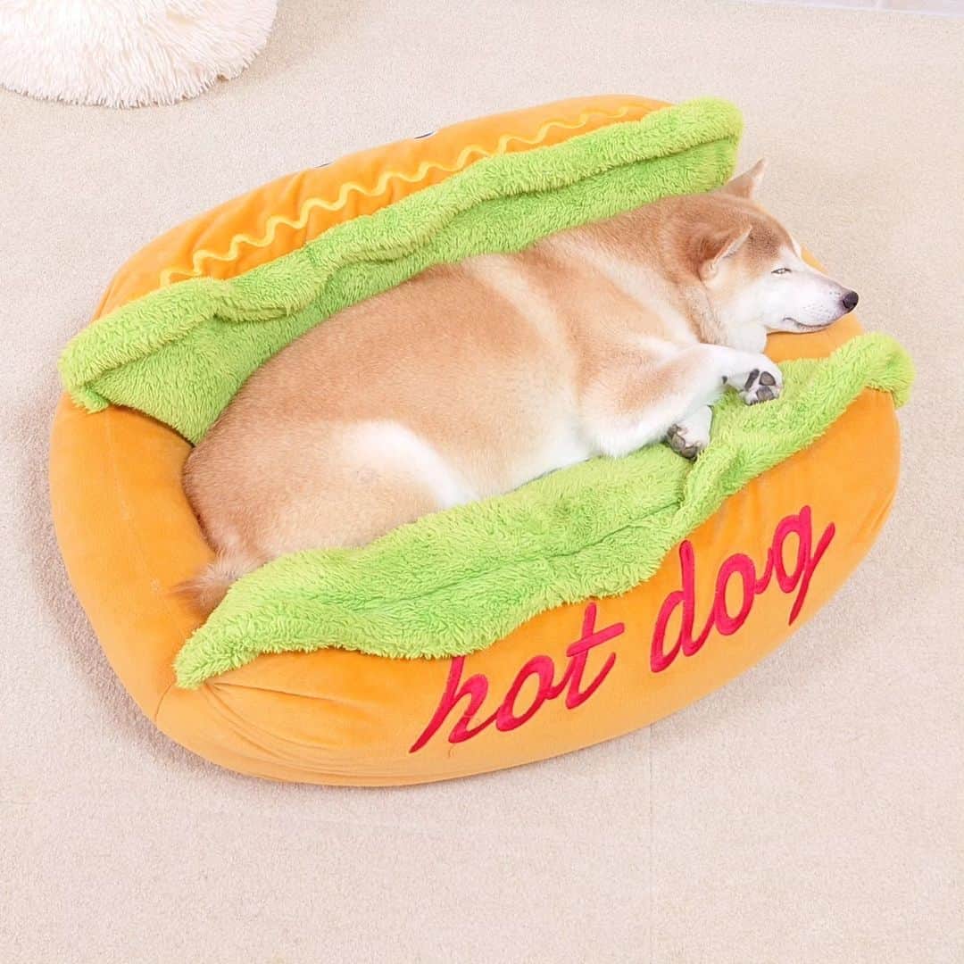 ちゃみのインスタグラム：「むっちりホットドッグ🌭 最近のチャミドッグ 置いとくと勝手に入ってソーセージになってる笑  #柴犬#しばいぬ#犬#癒し#愛犬#shiba#shibainu#dog」