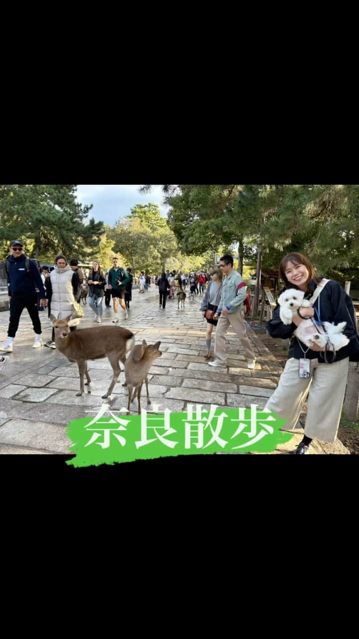 河島あみるのインスタグラム：「リロ、奈良公園で鹿と初対面🦌 興味津々でグイグイ近づいて、しっかり威嚇されました。 鹿さん驚かせてごめんやで🙇‍♀️  #神様の使い#奈良の鹿#東大寺 #奈良公園 #わんことお出かけ#narapark」
