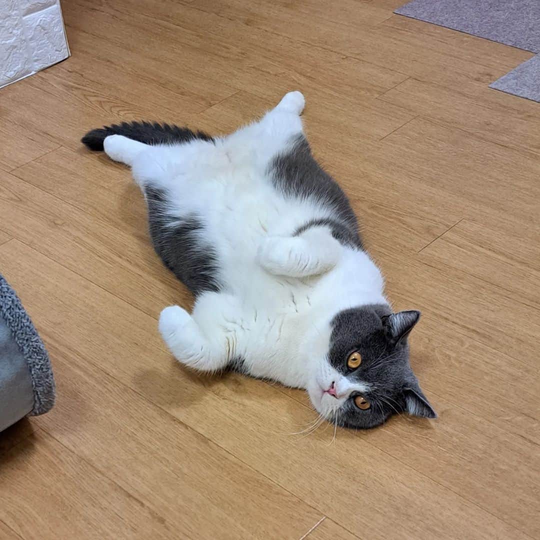 のインスタグラム：「おやすがさぁ～🐱いつ見てもその体勢だねって💦僕は眠いんだ💤 #半目が怖い #猫 #ブリティッシュショートヘア #にゃんすたぐらむ #猫のいる暮らし #猫のいる生活 #吉本新喜劇 #よしもと新喜劇 #新喜劇」