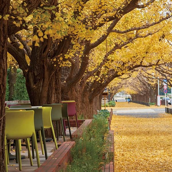 KIHACHI公式Instagramさんのインスタグラム写真 - (KIHACHI公式InstagramInstagram)「【キハチ 青山本店】 ／ 🍂外苑いちょう並木の黄葉を楽しむメニュー！ ＼  明治神宮外苑いちょう並木に店舗を構える、キハチ青山本店。 11月中旬から12月初旬ごろ、いちょうの木が黄金色に輝きます。  1階のカフェ＆フードホールでは、この季節に楽しんでいただきたい特別メニュー「イクラとスモークサーモンの柚子胡椒クリームスパゲッティ」が登場します。このほか、季節のパスタとステーキの盛り合わせ「ピアット・ウニコ」や、ご予約限定で「KIHACHIのAfternoontea　～マロンスペシャル～」もご用意しています。  いちょうの木々の中で食事をしているようなダイナミックな黄葉が楽しめる2 階のメインダイニング>では、この季節ならではのお料理を楽しめるコース料理をご用意しております。  いちょう並木の黄葉とともに、キハチ 青山本店で少し贅沢なひとときをお楽しみください。  ※外観写真はイメージです  ■販売期間　2023年11月1日～2023年12月10日  ■ご予約（2階席コース、1階店内席アフタヌーンティー） https://www.tablecheck.com/shops/kihachi-aoyama/reserve ※電話は大変込み合います。オンラインでのご予約をお願いいたします。  《1階 カフェ＆フードホール》 ・イクラとスモークサーモンの柚子胡椒クリームスパゲッティ　2,720円  ・ピアット・ウニコ　3,520円  ・KIHACHI のアフタヌーンティー～マロンスペシャル～　6,800円　 　　※ラ・フランスのウェルカムドリンク、フリードリンク 90分制付き 　　※販売期間：販売期間：2023年11月1日～2024年1月11日  《2階 メインダイニング》 ・プレジャー（ランチタイム）6,600円 　※コースのデザートを＋770円で「KIHACHIのマロンパイ」にアップグレードします  ・KIHACHI Winter Premium「トリュフとフォワグラと佐賀牛」　13,200円 　※コースのデザートを＋770円で「KIHACHIのマロンパイ」にアップグレードします  【2023年11月1日～12月10日　特別営業期間中のご案内】 《1階席》 ※全席90分制です。 ※11:30～14:00までの時間につきましては喫茶のみでのご利用はご遠慮いただいております。 ※通常営業時とメニュー内容が異なります。 ※1階フロアのランチ・ティータイムは、アフタヌーンティーのみ、店内席限定でご予約を承ります。 ※アフタヌーンティーをご予約のお客さまは、11:00から店内席にて承ります。２時間制です。  《2階席》 ※ご予約は、11:00から承ります。 ※ランチタイムは全席２時間制です。 ※上記の期間のランチタイムにつきましては、個室のご予約は承っておりません。  キハチ 青山本店　ショップ情報 詳しい営業時間はキハチブランドサイトをご覧ください。 https://www.kihachi.jp/restaurant-cafe/shoplist/aoyama/  #KIHACHI #キハチ #キハチ青山本店 #キハチのアフタヌーンティー #KIHACHIのアフタヌーンティー #KIHACHISAfternoontea #マロンのアフタヌーンティー #マロンアフタヌーンティー #栗のアフタヌーンティー #アフヌン #ヌン活 #栗活  #キハチのパイシリーズ #KIHACHIのパイシリーズ #KIHACHIのマロンパイ #ナポレオンパイ #マロンのナポレオンパイ #黄葉 #黄葉スポット #紅葉スポット #外苑前グルメ #青山グルメ #神宮外苑いちょう並木 #青山スイーツ #テラスカフェ #青山レストラン #青山カフェ #外苑前レストラン #外苑前カフェ」10月23日 21時15分 - kihachi_official