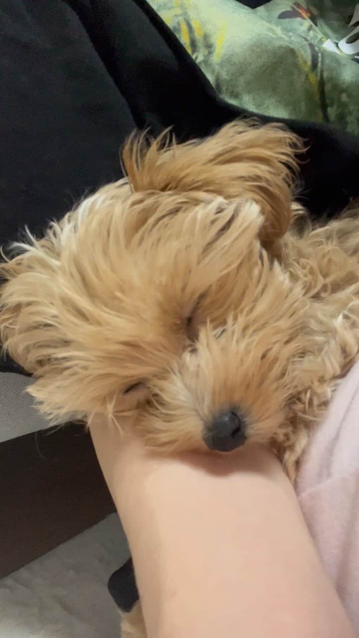 小湊よつ葉のインスタグラム：「🐶  1度起きてカメラ見てカメラにお顔向けたまま寝るという100点のファンサをしてくれるアイドルはこちらです💁🏻‍♀️💁🏼‍♀️  #犬のいる暮らし #わんこ #犬 #子犬 #マルプー #うに」