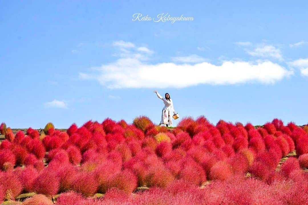 小早川怜子のインスタグラム：「Hello❤️  青い空に、赤いコスモス❤️（ちょっとレタッチしちゃった🫣🤭） 私ちっちゃい😆  それだけ広い所に行ってきたよ🥰  #小早川怜子 #reikokobayakawa #カプセルエージェンシー」