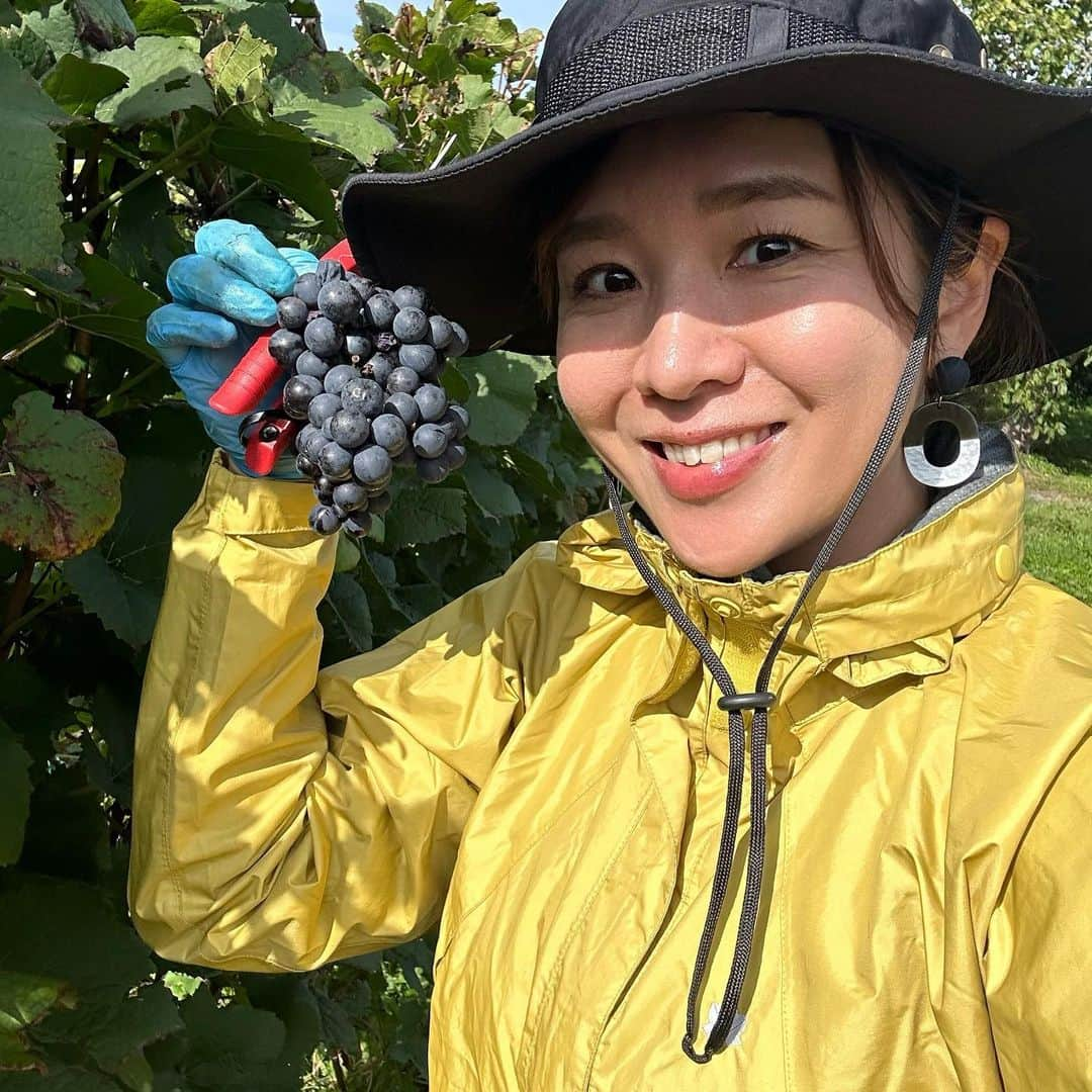 福吉 彩子さんのインスタグラム写真 - (福吉 彩子Instagram)「働くかあさんの収穫ボランティア 昨年から楽しみにしていた北海道・余市ワインのブドウ収穫ボランティアに10月中旬にいってまいりました〜 予想を裏切る晴天で、汗をかくほど。 汚れ防止の長靴とレインウェアだけでよかったけど、急に寒くなるから来年の参考にはならないかもです。 (この前の週に行った友人は、雨が降ったりしたようなんで、ぜひ参考に　https://tokyowinegirl.com/2023/10/06/domaine_takahiko_2023_belongings/)  ☆☆☆☆ 私が今回ボランティアに行ったのは、余市のワインを世の中に知らしめたりワイナリー　@domaine_takahiko  ワインも一般に出回ることが少ない超人気で、ボランティア募集もすぐに定員いっぱいになるのですが、友人が枠をおさえてくれました😊 朝早く集合し、タカヒコさんのワインや土地への想いをワイン片手に聞きつつ、素人がおっかなびっくりしながらピノノワールをハサミで収穫。 途中、貴腐菌がついた粒を選定したりしながらの作業なんですが、これがあのワインになるのかーと思いながらやるのはただの肉体労働ではなく楽しい〜 とにかく天気がよく、広々した畑の空間が気持ちよく、昼休みに散策もサイコーで、こんな環境で育つワインは素晴らしいだろうな、と思います。 なにより、タカヒコさんが、ワインづくりだけでなく、農家さんの発展や、余市の街づくりにまでスケールが大きい話をされていて、北海道ワインにますます興味が高まりました！ご一緒できたみなさま、ありがとうございました🍷  #ワーママ #ワーママコーデ #働くかあさん  #プチプラコーデ  #アラフォーファッション #北海道ワイン　＃ドメーヌタカヒコ」10月23日 21時15分 - fuku44aya