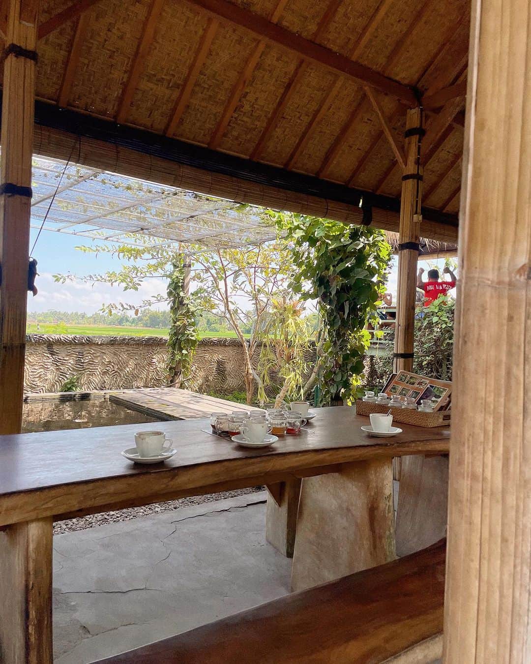 MEGさんのインスタグラム写真 - (MEGInstagram)「⌇Satria luwak coffee #bali_megvlog  世界一高級なコーヒー🐈 ジャコウネコの糞からつくるコピ・ルアク。  コピ・ルアクが飲める農園に行ってきた☕️  目の前は田んぼが広がっていて景色もいいし、風が気持ちよくて、ゆっくりできる🍃  ジャコウネココーヒーは濃くて、味わった事ない独特な味だけど、思ったより飲みやすい。  コピ・ルアクを頼むと 紅茶とフレーバーコーヒーの試食ができる。 レモングラス味やバニラ味のコーヒー、アボカドコーヒーなど15種類を飲んだけど1番美味しかった味(マンゴースティンティーとアセロラティー)を帰りにお土産にした🫖   Open : 7:00-18:00  📍 H8VF+Q59, Banyuatis, Kec. Banjar, Kabupaten Buleleng, Bali 81152 Indonesia   #coffee #ubudbali #balidaily #baliindonesia  #バリ島 #バリ島旅行 #ウブド観光 #ウブド」10月23日 21時34分 - _meg_7
