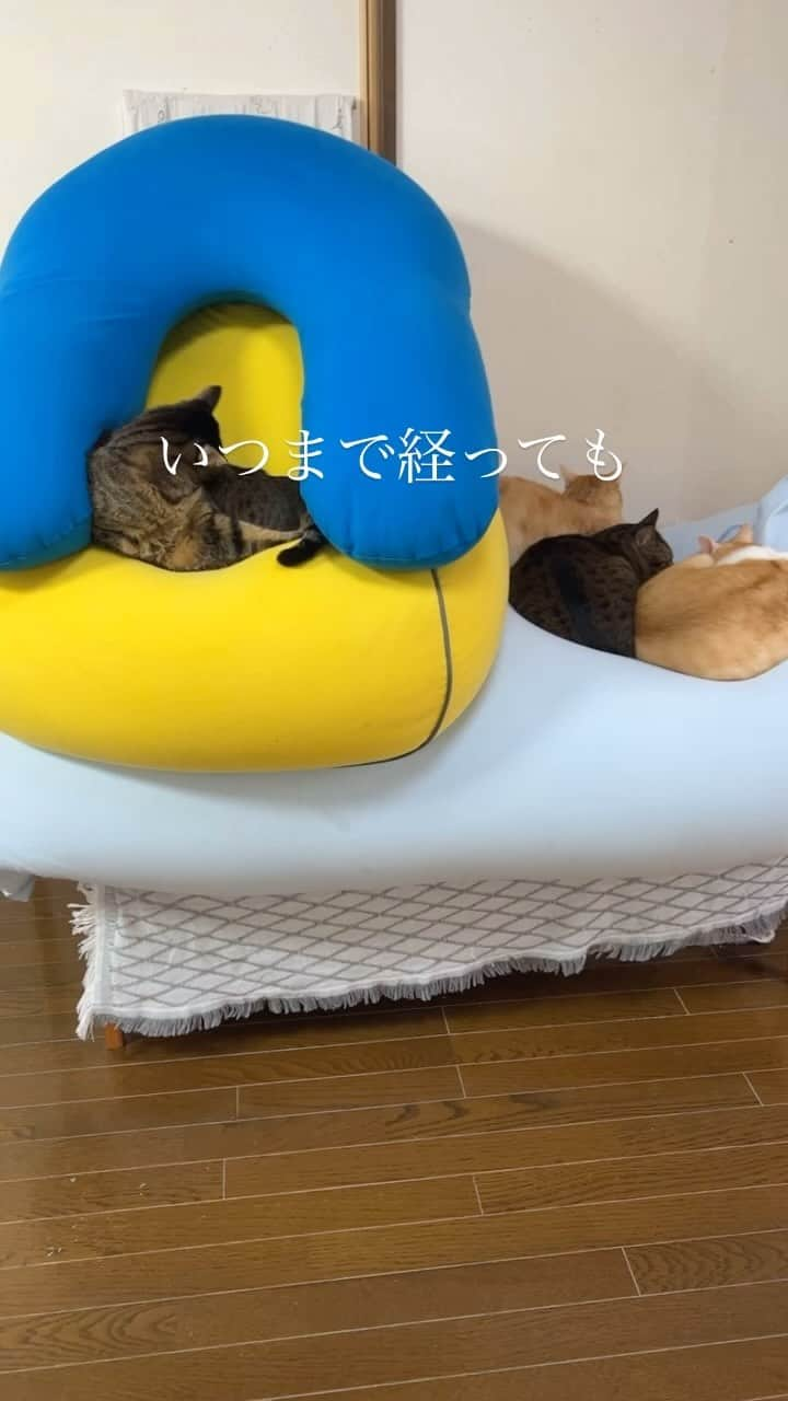 midoriのインスタグラム