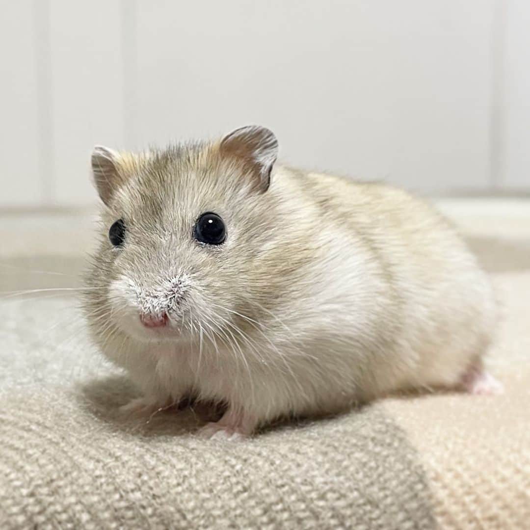 のインスタグラム：「あたちにピッタリのお色でちゅ🐹🤎🍊  ゆずちゃんの優しい色合いにピッタリのストールを買いました🧣おかーさんのだからあげないよ〜😙🙌🏼 2023.10.23 ✼••┈┈••✼••┈┈••✼••┈┈••✼••┈┈••✼ #ハムスターゆず#ハムスター#ジャンガリアンハムスター#ジャンガリアン#ジャンガリアンプディング#プディングジャンガリアン#イエロージャンガリアン#ふわもこ部 #モフモフ#ペット#親バカ部 #hamster#djungarian#hamstagram#hammy#happy_pets#PET_OF_OUR_WORLD#igersjp#ig_japan#instapet#weeklyfluff#kawaii#cute#仓鼠#정글리안#햄스터」