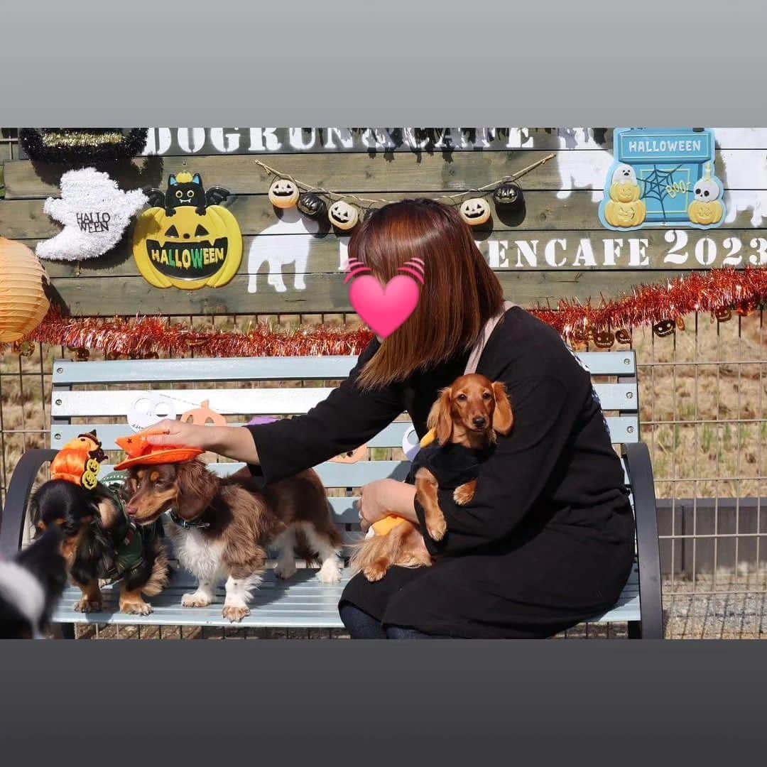 ピックさんのインスタグラム写真 - (ピックInstagram)「@poke.pocke  ポッケちゃんママ撮影📷 、 この1枚が😍😍😍 、 見てびっくり 、 みんなが必死に撮影📷してる時に ピコが膝に（笑） @yuukihinatatubaki  まーちゃん いっちゃんママ独占😁😁 やるなーピコ💓🐶 2枚目の、ギューギュー詰めも可愛すぎる🐶🐶🐶🐶🐶 、 ポッケちゃんがピコにひっつく、ワン!ツー　スリー（笑）のピコ（笑） 、  かわいい💞写真ありがとうございました🙇 、 #ミニチュアダックス大好き  #多頭飼い  #ダックス #ダックス大好き  #シアンカフェ #ハロウィン #イッヌ #いぬバカ部 #pecoいぬ部 #peppyフォト部 #dachshundlove #doggy #dogstagram_japan #イヌスタグラム #いぬすたぐらむ #たんそく部 #いぬのいる暮らし #犬の居る生活 #miniaturedachshund #犬 #dog #todayswanko #pecoいぬ部 #わんわん小学校 #lovedogs #犬好きな人と繋がりたい」10月23日 22時27分 - pick09040904