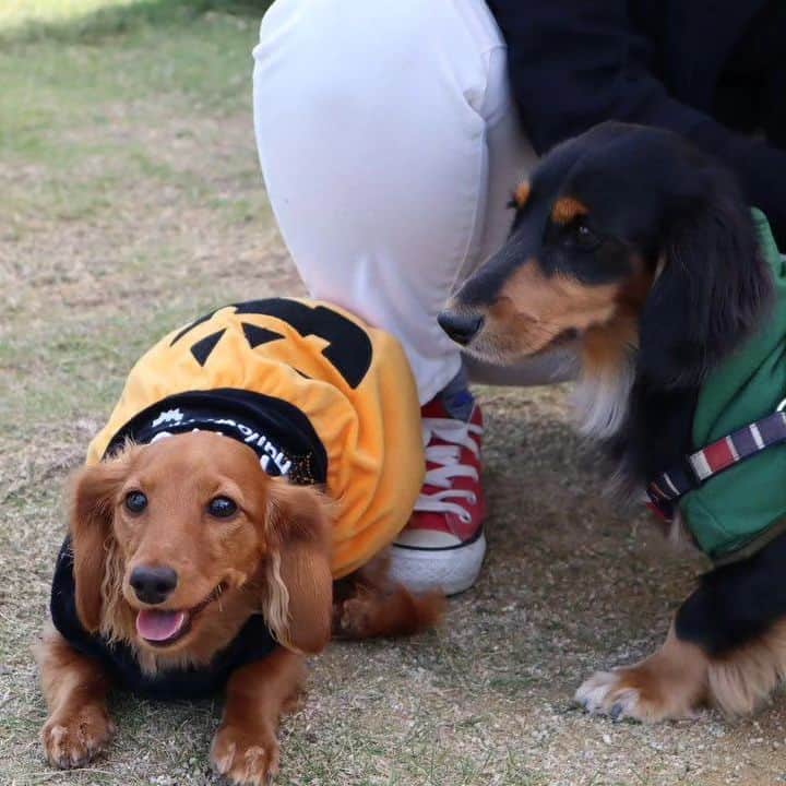 ピックさんのインスタグラム写真 - (ピックInstagram)「@poke.pocke  ポッケちゃんママ撮影📷 、 この1枚が😍😍😍 、 見てびっくり 、 みんなが必死に撮影📷してる時に ピコが膝に（笑） @yuukihinatatubaki  まーちゃん いっちゃんママ独占😁😁 やるなーピコ💓🐶 2枚目の、ギューギュー詰めも可愛すぎる🐶🐶🐶🐶🐶 、 ポッケちゃんがピコにひっつく、ワン!ツー　スリー（笑）のピコ（笑） 、  かわいい💞写真ありがとうございました🙇 、 #ミニチュアダックス大好き  #多頭飼い  #ダックス #ダックス大好き  #シアンカフェ #ハロウィン #イッヌ #いぬバカ部 #pecoいぬ部 #peppyフォト部 #dachshundlove #doggy #dogstagram_japan #イヌスタグラム #いぬすたぐらむ #たんそく部 #いぬのいる暮らし #犬の居る生活 #miniaturedachshund #犬 #dog #todayswanko #pecoいぬ部 #わんわん小学校 #lovedogs #犬好きな人と繋がりたい」10月23日 22時27分 - pick09040904