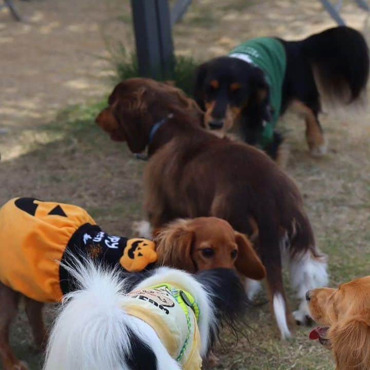 ピックさんのインスタグラム写真 - (ピックInstagram)「@poke.pocke  ポッケちゃんママ撮影📷 、 この1枚が😍😍😍 、 見てびっくり 、 みんなが必死に撮影📷してる時に ピコが膝に（笑） @yuukihinatatubaki  まーちゃん いっちゃんママ独占😁😁 やるなーピコ💓🐶 2枚目の、ギューギュー詰めも可愛すぎる🐶🐶🐶🐶🐶 、 ポッケちゃんがピコにひっつく、ワン!ツー　スリー（笑）のピコ（笑） 、  かわいい💞写真ありがとうございました🙇 、 #ミニチュアダックス大好き  #多頭飼い  #ダックス #ダックス大好き  #シアンカフェ #ハロウィン #イッヌ #いぬバカ部 #pecoいぬ部 #peppyフォト部 #dachshundlove #doggy #dogstagram_japan #イヌスタグラム #いぬすたぐらむ #たんそく部 #いぬのいる暮らし #犬の居る生活 #miniaturedachshund #犬 #dog #todayswanko #pecoいぬ部 #わんわん小学校 #lovedogs #犬好きな人と繋がりたい」10月23日 22時27分 - pick09040904