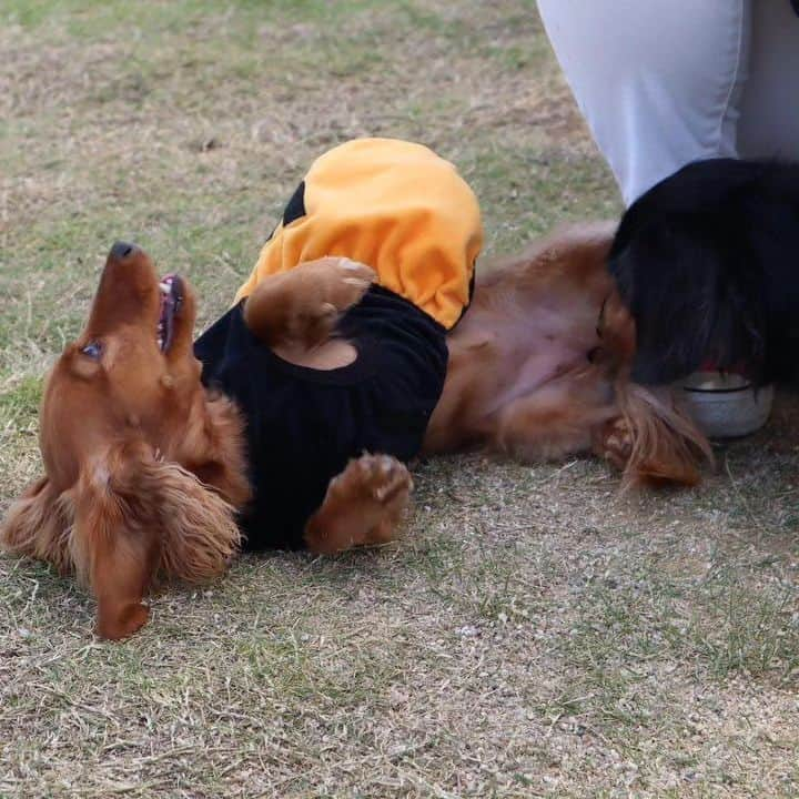 ピックさんのインスタグラム写真 - (ピックInstagram)「@poke.pocke  ポッケちゃんママ撮影📷 、 この1枚が😍😍😍 、 見てびっくり 、 みんなが必死に撮影📷してる時に ピコが膝に（笑） @yuukihinatatubaki  まーちゃん いっちゃんママ独占😁😁 やるなーピコ💓🐶 2枚目の、ギューギュー詰めも可愛すぎる🐶🐶🐶🐶🐶 、 ポッケちゃんがピコにひっつく、ワン!ツー　スリー（笑）のピコ（笑） 、  かわいい💞写真ありがとうございました🙇 、 #ミニチュアダックス大好き  #多頭飼い  #ダックス #ダックス大好き  #シアンカフェ #ハロウィン #イッヌ #いぬバカ部 #pecoいぬ部 #peppyフォト部 #dachshundlove #doggy #dogstagram_japan #イヌスタグラム #いぬすたぐらむ #たんそく部 #いぬのいる暮らし #犬の居る生活 #miniaturedachshund #犬 #dog #todayswanko #pecoいぬ部 #わんわん小学校 #lovedogs #犬好きな人と繋がりたい」10月23日 22時27分 - pick09040904