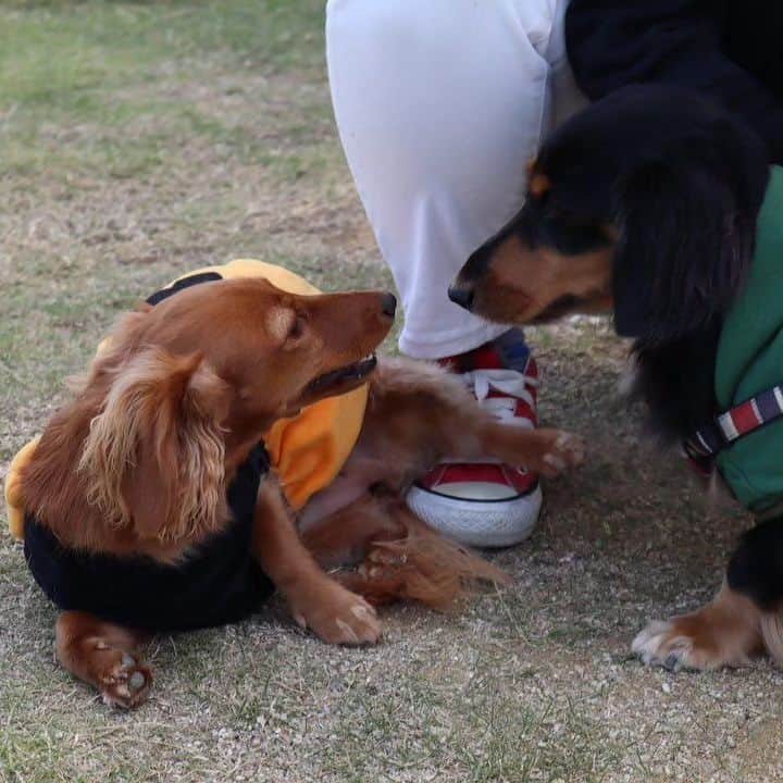 ピックさんのインスタグラム写真 - (ピックInstagram)「@poke.pocke  ポッケちゃんママ撮影📷 、 この1枚が😍😍😍 、 見てびっくり 、 みんなが必死に撮影📷してる時に ピコが膝に（笑） @yuukihinatatubaki  まーちゃん いっちゃんママ独占😁😁 やるなーピコ💓🐶 2枚目の、ギューギュー詰めも可愛すぎる🐶🐶🐶🐶🐶 、 ポッケちゃんがピコにひっつく、ワン!ツー　スリー（笑）のピコ（笑） 、  かわいい💞写真ありがとうございました🙇 、 #ミニチュアダックス大好き  #多頭飼い  #ダックス #ダックス大好き  #シアンカフェ #ハロウィン #イッヌ #いぬバカ部 #pecoいぬ部 #peppyフォト部 #dachshundlove #doggy #dogstagram_japan #イヌスタグラム #いぬすたぐらむ #たんそく部 #いぬのいる暮らし #犬の居る生活 #miniaturedachshund #犬 #dog #todayswanko #pecoいぬ部 #わんわん小学校 #lovedogs #犬好きな人と繋がりたい」10月23日 22時27分 - pick09040904