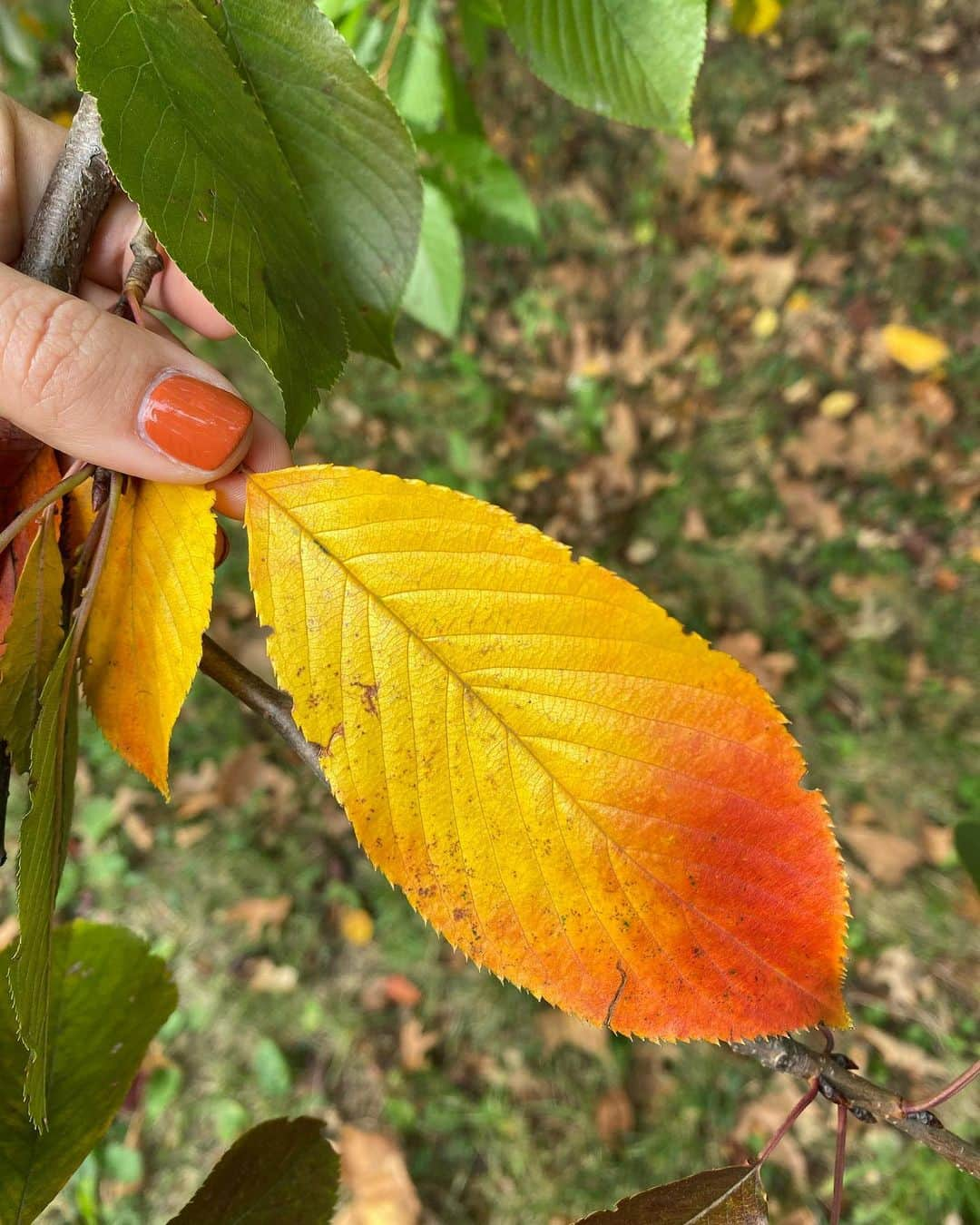 ルイス・コールさんのインスタグラム写真 - (ルイス・コールInstagram)「Autumn moments 🍂 To be honest, I’m not into the spooky stuff. I don’t watch scary movies and some of the Halloween decorations creep me out 😬 But I love everything else about this time of year - the crisp air, cozy evenings, golden leaves, warming soups and countless cups of tea 😍 What about you, what’s your favorite thing about fall?」10月23日 22時34分 - rayawashere