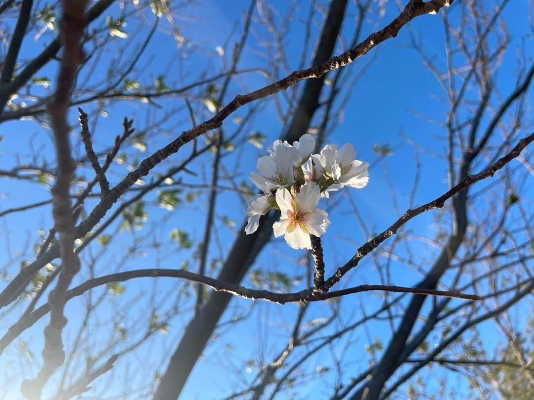 堀内まり菜さんのインスタグラム写真 - (堀内まり菜Instagram)「【堀内まり菜です！】  2nd  LIVEまであと6日！  青い空と、新鮮な空気を吸って 深呼吸🌳 狂い咲きのさくらみつけた🌸  2nd LIVE COSMOS🌏 チケット発売中🎫 horimari.jp/news/c/ 10月29日(日) 全電通ホール ☀️昼公演 14:30🌕夜公演 17:30  #コスモス菜う #堀内まり菜 #marinahoriuchi」10月23日 22時55分 - marinahoriuchi.lantis