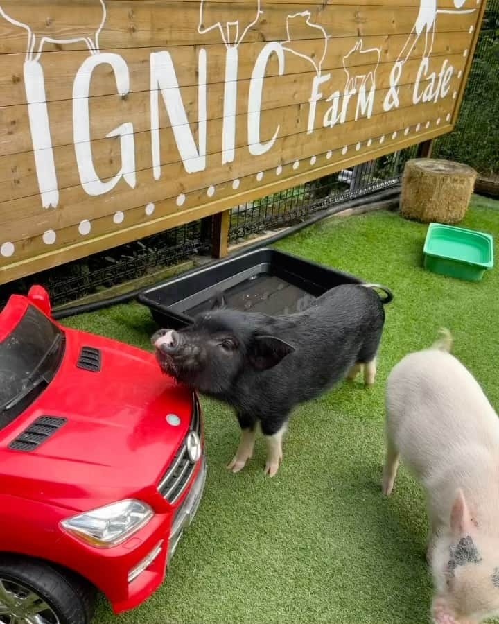 𝗔𝗜のインスタグラム：「🐖🤍 . 少し前に高校の同級生親子と子ども達といったpignic farm&cafe 🤍 . 親子共々とっても癒されました☺️🐖🤍 . 息子はたっぷり触れ合って 娘は真剣に写真撮ってて、 帰りに2人ともマイクロブタさんが ウィンク😉してるチェキを購入してました🫶🏻 . . #マイクロブタ #pignicfarmcafe #あきる野市 #動物と触れ合う休日 #2児ママ #小学生ママ #幼稚園ママ #6歳差兄妹 #ママコーデ #読モ #160cmコーデ #30代ファッション」