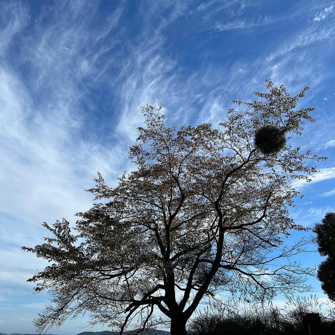 田中美佐子さんのインスタグラム写真 - (田中美佐子Instagram)「今日はゴルフDAY。 綺麗な空に癒されましたー！ ショットも少しだけいいとこありましたよ。^_^ 私の目指すスコアまではまだまだだけど、頑張りたい気持ち満載になってきました！ 秋になるとやってくる宿り木がまんまるくなって、可愛かった。 そして恒例の鹿ちゃん。 写真に収めることができたのは、この子だけ。 まるで恐れる様子もなく、ずっとそばで草食べてる。私たちの仲間のように。 鹿が増えていると聞くけど、この風景は平和でとても穏やかな時間でした。^_^  #ゴルフ#ミドルでパー３つ#鹿#宿り木」10月23日 23時05分 - tanakamisako_