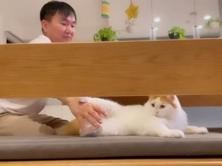 かまいたち山内と、猫たちのインスタグラム