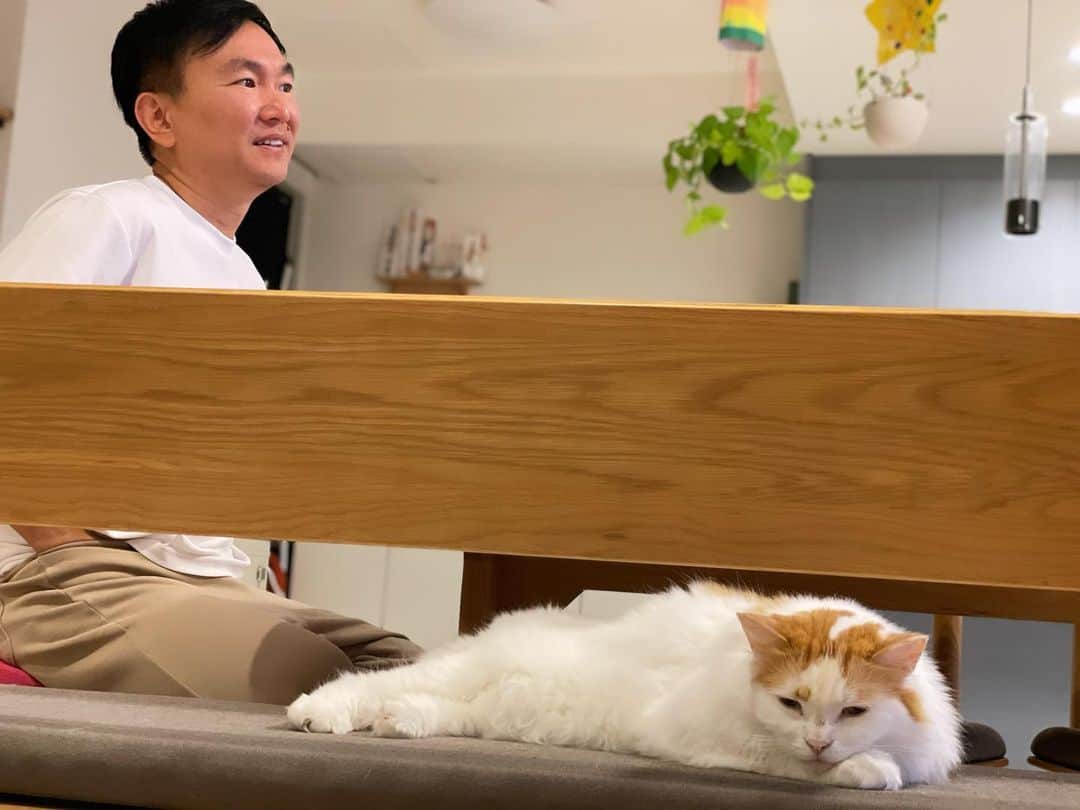 かまいたち山内と、猫たちさんのインスタグラム写真 - (かまいたち山内と、猫たちInstagram)「🙋‍♀️ お仕事から帰って来て、ジョンソンを見ながらまったりしているふたりです🐈🌝 #にゃんじとやまうち」10月23日 23時28分 - kamaitachi.neko.6.neko