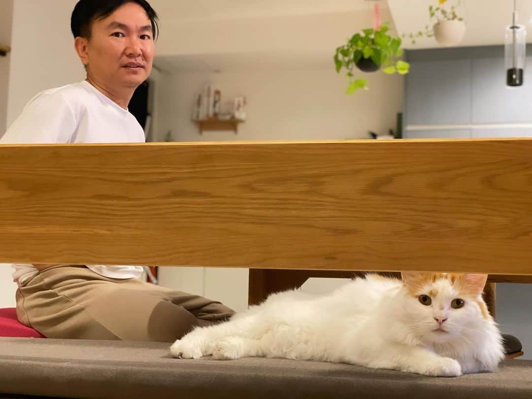 かまいたち山内と、猫たちさんのインスタグラム写真 - (かまいたち山内と、猫たちInstagram)「🙋‍♀️ お仕事から帰って来て、ジョンソンを見ながらまったりしているふたりです🐈🌝 #にゃんじとやまうち」10月23日 23時28分 - kamaitachi.neko.6.neko