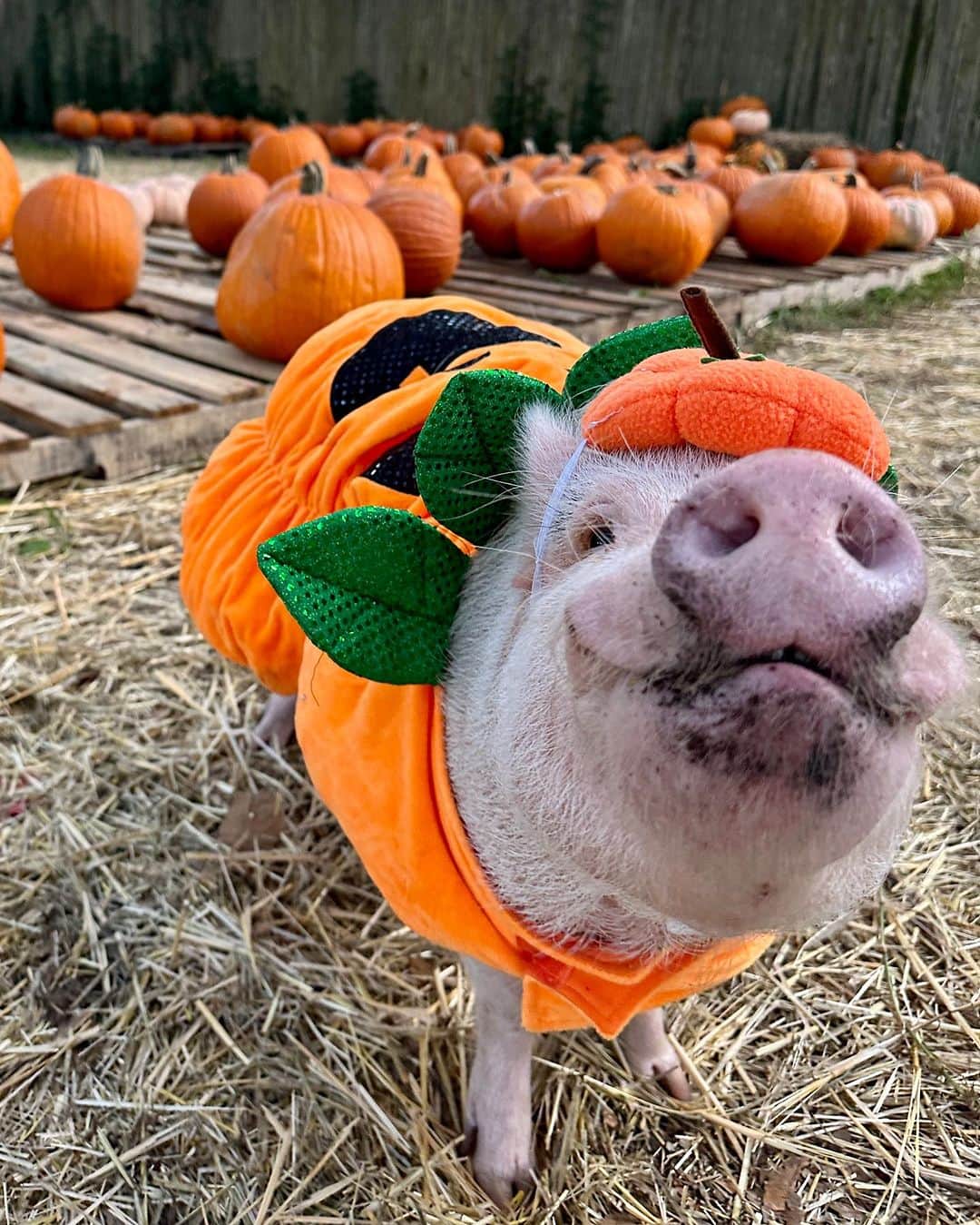 のインスタグラム：「What happens in the pumpkin patch, stays in the pumpkin patch! No, we didn’t eat any, but we sure had a blast rooting around. More of our adventure to come…🐷🎃 #PiggyPenn #cutestpumpkininthepatch #ortegapumpkinpatch #PrissyandPop」