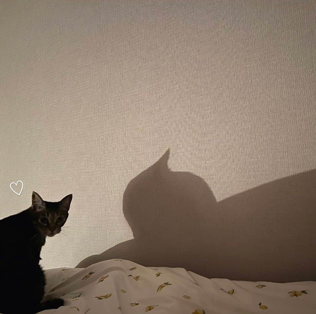 吉高寧々のインスタグラム：「影まで可愛くて うんっと愛おしい🐈‍⬛♥  何を話してもにゃあしか言わないけど 私たちはきっとイコールで 全部分かってくれてる気がするよ。 知らんけどっ😸❤️  いつもありがとう。みゅうちゃん🥰」