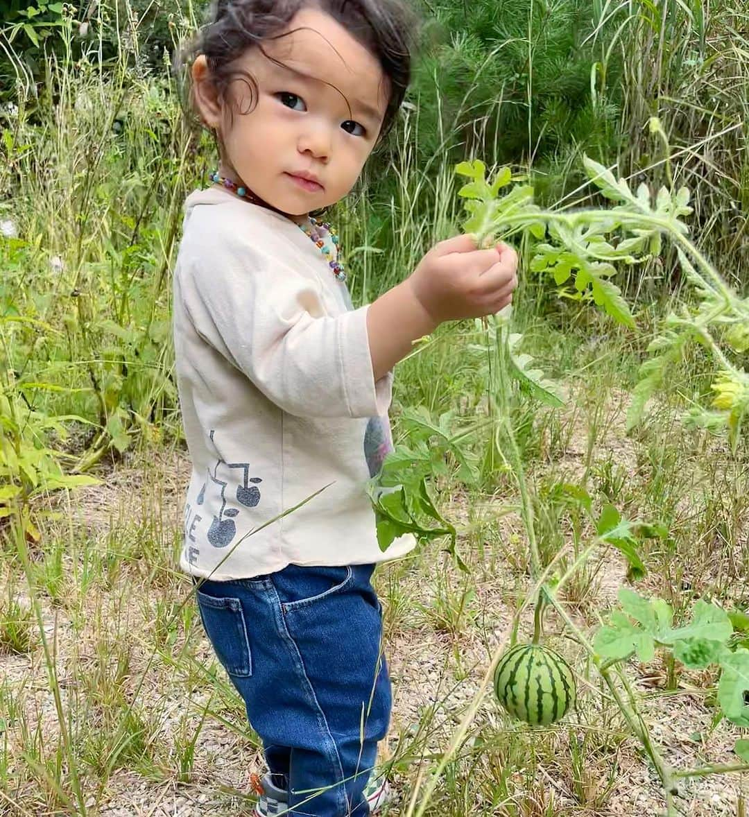 ノーマさんのインスタグラム写真 - (ノーマInstagram)「Autumn Satoyama 🍁🍁🍁  思わぬ暑さに驚く日々だった10月。（何度服を着せても脱ぎ散らかす娘さん）  裏庭ではアケビが成り、コンポストゾーンからは自然の力で育まれた西瓜に出会う。季節のあべこべ感に驚く。（西瓜は手毬みたいで可愛かった）  寒暖差に強く、鹿や狸のお好みでは無いハーブ類やルッコラ、パースニップが育っております🥕紫蘇が毎日食べ放題なのも嬉しかった🌿葉も美味しいけど、花と実も大好き🤤  #滋賀 #時差投稿 #shiga #nature #nomakitchen #21monthsold」10月23日 23時49分 - noma77777