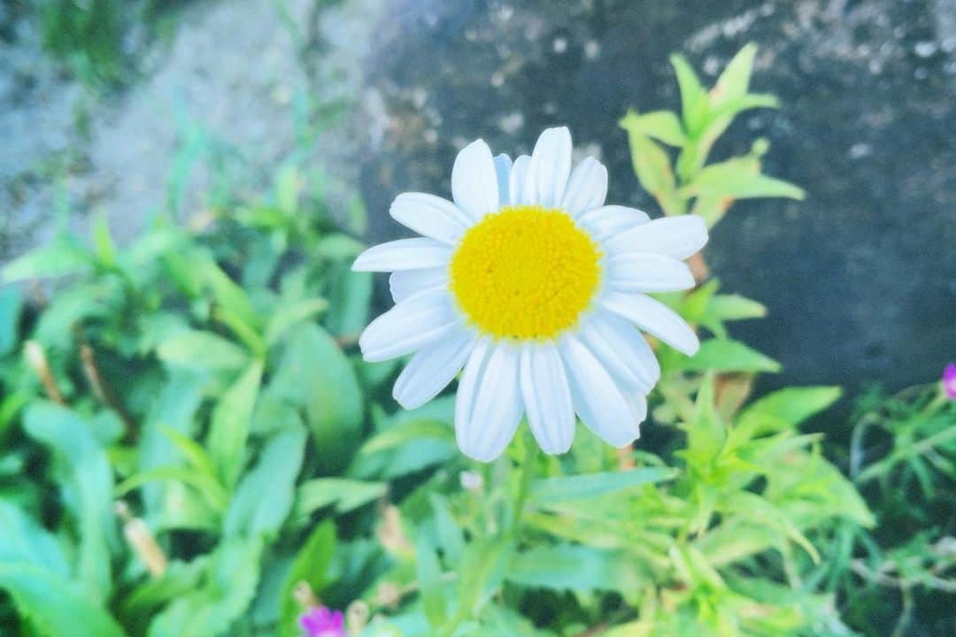 内田 菜々のインスタグラム：「* *  🌼⸝⋆  こんばんは。  みなさん、情報解禁 チェックしていただけましたか？？✨  衣裳も入らせていただくので、 いまビジュ撮にむけて 準備をすすめてるところです！ 2023年最後の大仕事だと思って がんばります。  でもちょっと準備あせってて なのでsnsの更新とどこおるかもですが 応援しててね。 なるべくストーリーは ぽんって更新したいなと思ってる。  さむいのであたたかくねてね。  * *」