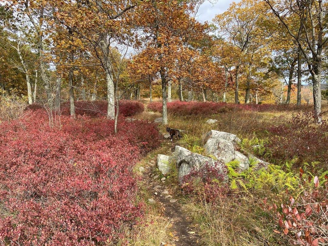 サイモン・ネスマンのインスタグラム：「Harriman State Park, October 2023」
