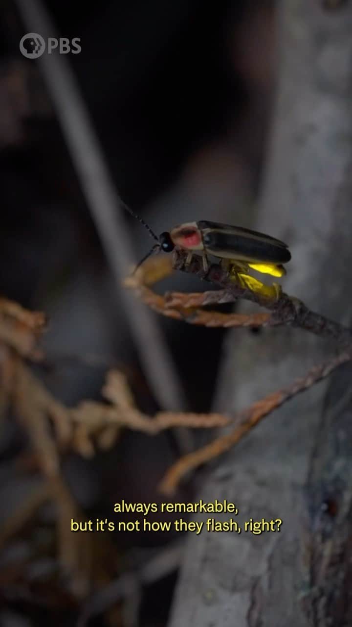アメリカ自然史博物館のインスタグラム：「Who doesn’t love the magic of fireflies?! On the first episode of Insectarium, host and entomologist at @AMNH, Jessica Ware (@jessicaleeware42) helps us decode firefly flirting by exploring how they do so, and what makes it so fascinating.  We also meet a high school researcher who’s on a quest to understand how we can help the love life of fireflies and keep our summers twinkling. For more, head to Terra on YouTube to watch now! #fireflies #nature #insects」