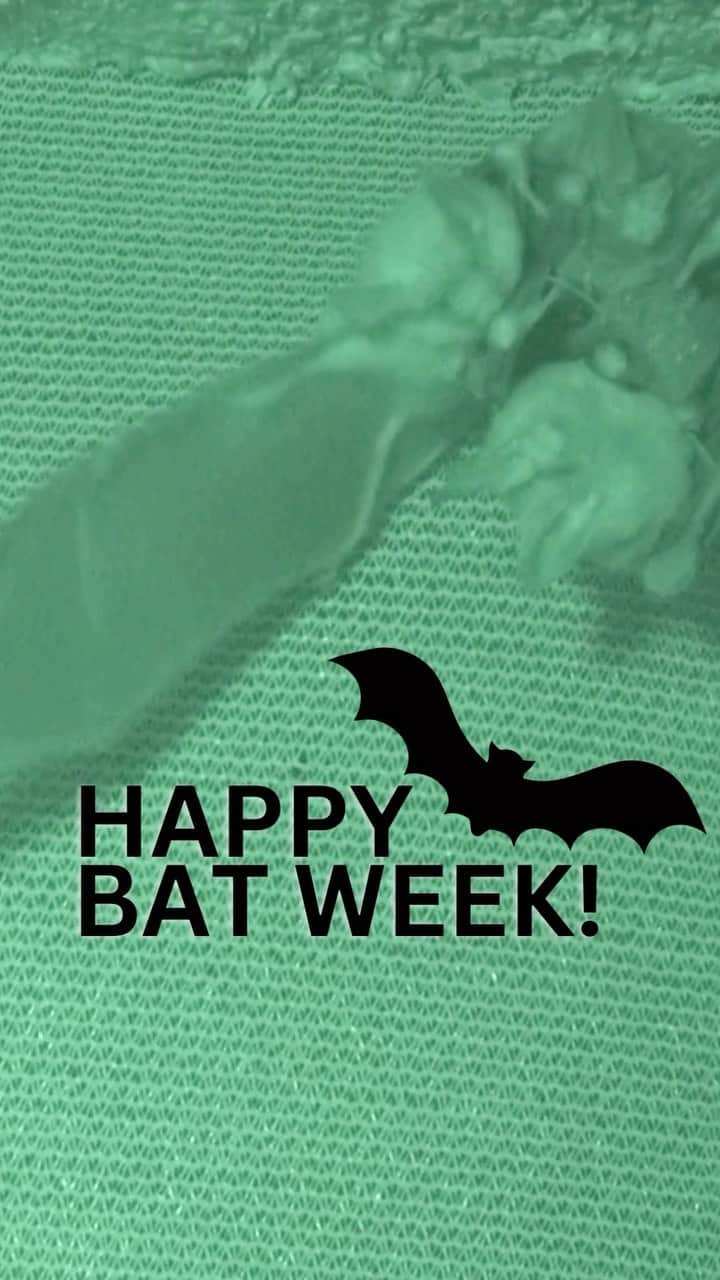 スミソニアン博物館のインスタグラム：「Wake up sleepy-head! It’s Bat Week!   Did you know bats exhibit social behaviors similar to humans? @Stri post-doctoral fellow Mariana Muñoz-Romo observed surprising footage of bats while labs were closed during the height of the pandemic, revealing complex interpersonal relationships within groups. Full details of the complicated social lives of these bats are being published soon. Featured in this film are bats doing what we all do at the end of a satisfying midday nap, yawning and taking a stretch.   “A lot of work is still waiting for us as we begin to understand bats’ fascinating private lives,” said Muñoz-Romo. “Despite the hard work of watching hundreds of hours of recordings, devoting myself to this task is simply captivating.”」