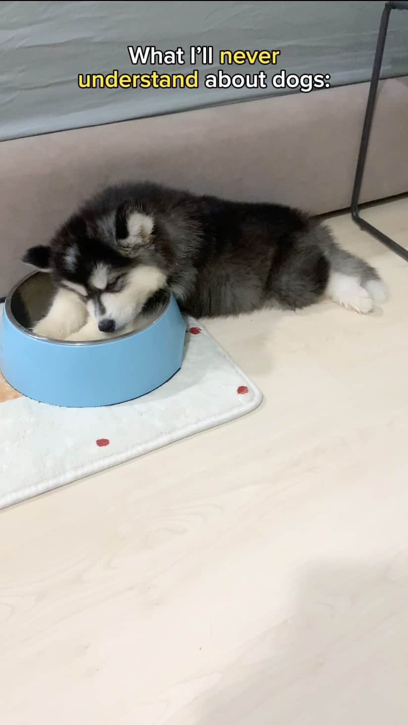 MARUのインスタグラム：「One of the mysteries of (dog) life 🤣😅 • • • #husky #siberianhusky #happyhusky #funnydogvideos #sleepydog #dogmeme #dogreels #relatablememes #funnydogs #cutehusky #relatablequotes」