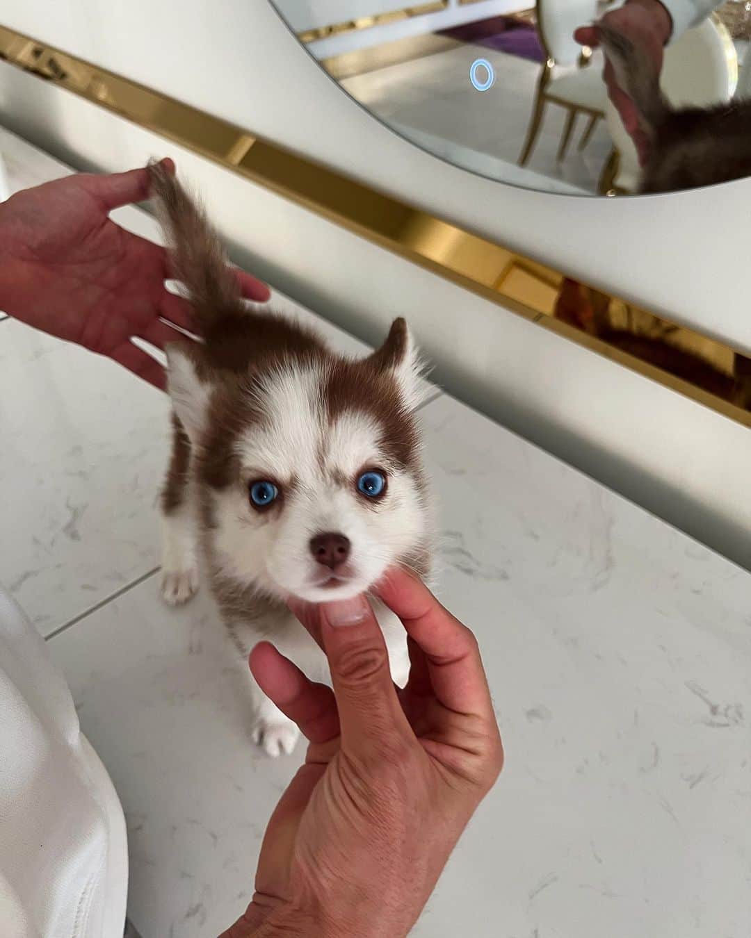 Rolly Pups INCさんのインスタグラム写真 - (Rolly Pups INCInstagram)「Terra, the copper colored blue eyed Pomsky is cuddly, affectionate, and would love to go on a new journey with her new family!😍」10月24日 10時19分 - kpups.official