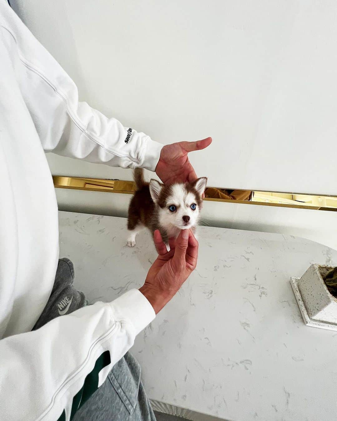 Rolly Pups INCさんのインスタグラム写真 - (Rolly Pups INCInstagram)「Terra, the copper colored blue eyed Pomsky is cuddly, affectionate, and would love to go on a new journey with her new family!😍」10月24日 10時19分 - kpups.official