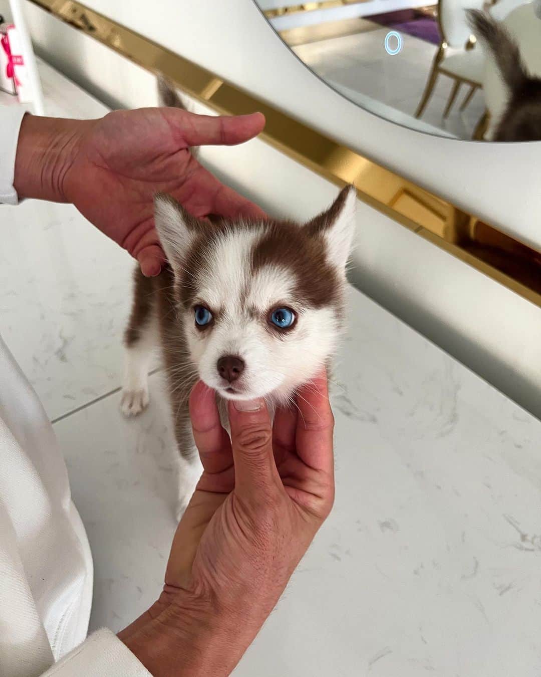 Rolly Pups INCのインスタグラム：「Terra, the copper colored blue eyed Pomsky is cuddly, affectionate, and would love to go on a new journey with her new family!😍」