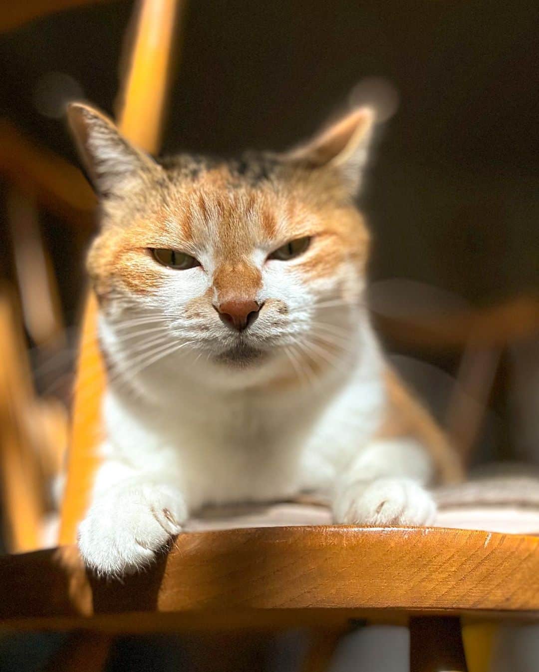 山田稔明さんのインスタグラム写真 - (山田稔明Instagram)「おはよ。日向で溶けてゆく猫。 #ポチ実 #三毛猫」10月24日 10時49分 - toshiakiyamada