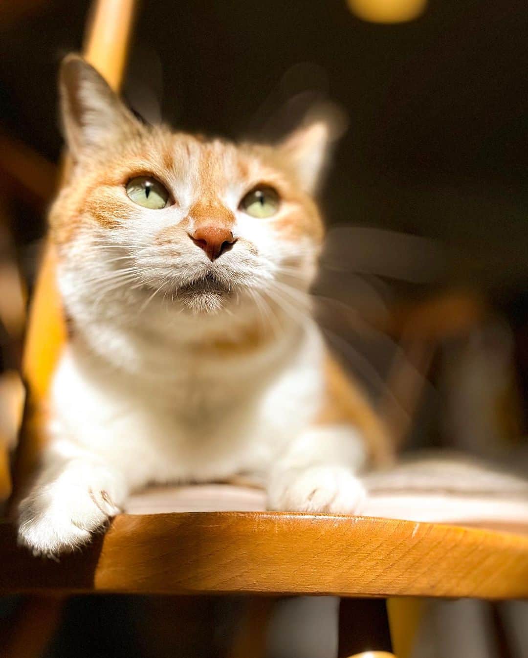山田稔明のインスタグラム：「おはよ。日向で溶けてゆく猫。 #ポチ実 #三毛猫」