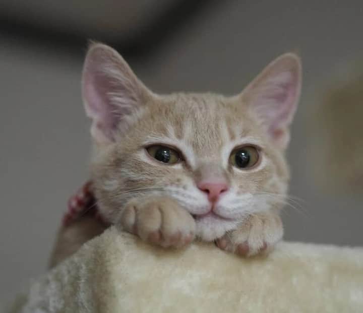 sippoさんのインスタグラム写真 - (sippoInstagram)「『sippoストーリー 』からの紹介です😺 雑種猫のちゃたろうくん（推定５カ月）名前を呼ぶといろいろな表情を見せてくれる😍うちの子になってわが家に笑顔を運んできてくれてありがとう😌  飼い主さん：ラテママ  sippoのサイト（sippo.asahi.com）で、飼い主さんに投稿してもらった、犬や猫のとっておきストーリーをご紹介しています。 @sippo_official プロフィールのサイトリンクから、『sippoストーリー 』をご覧下さい👀✨ ㅤ あなたとペットのストーリーを募集しています！ #sippoストーリー をつけて、犬や猫の写真を投稿してくださいね🌸採用された方には、編集部からDMでご連絡差し上げます🐾 ㅤ #sippoストーリー #猫 #ネコ #ニャン #雑種猫 #ミックス」10月24日 11時01分 - sippo_official