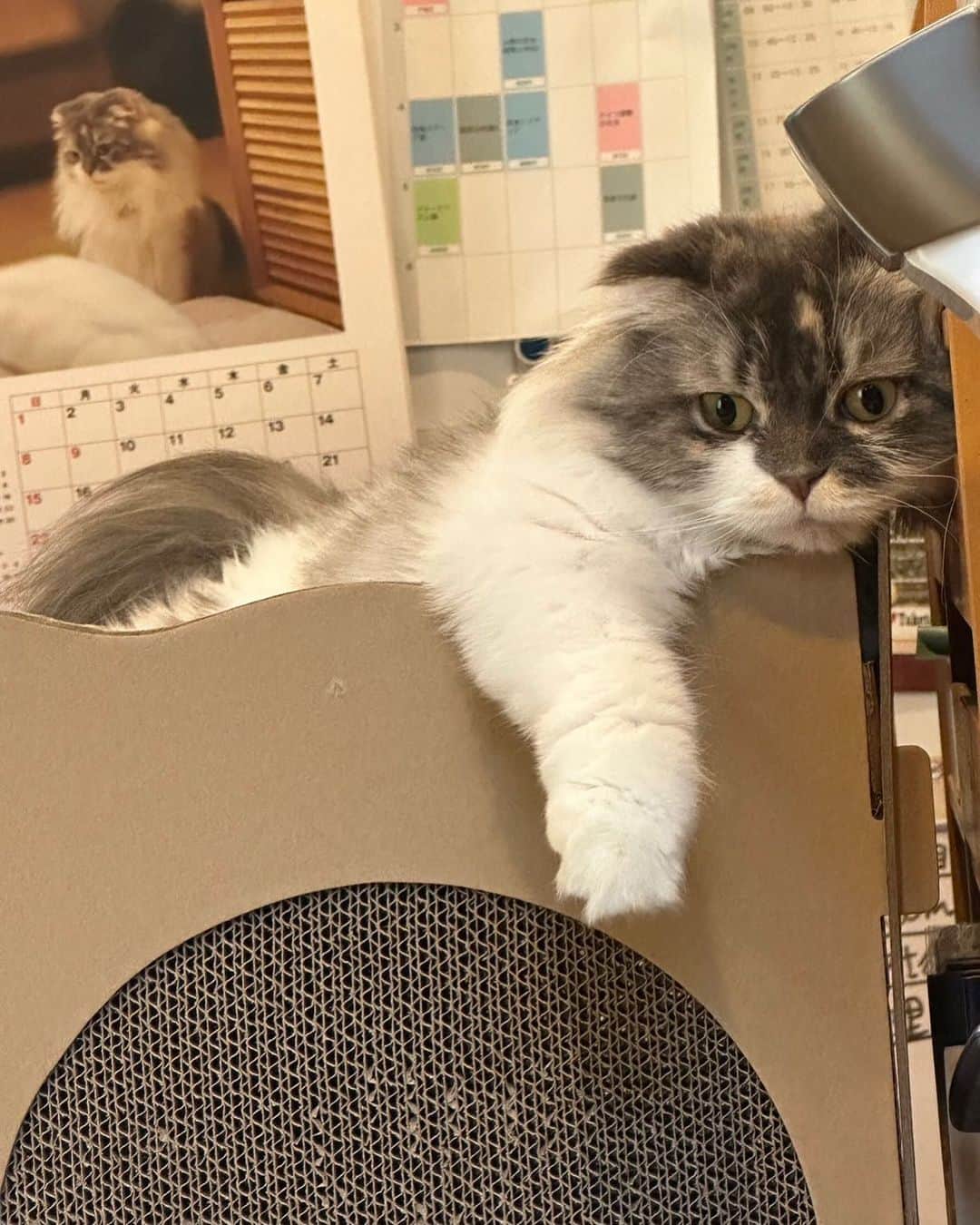のインスタグラム：「#おもち」