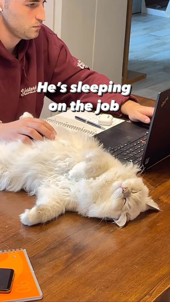 Aww Clubのインスタグラム：「Meows pad  @turbo_piuma_pila  #meowed #cutecat #cat #catswithjobs #siberiancat #catdad #catdaddy #WFH」