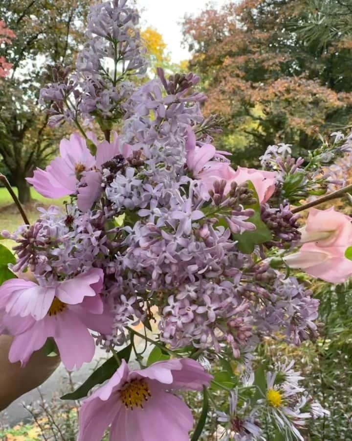 ザックポーゼンのインスタグラム：「Perfect pre birthday weekend with family and the Lilacs had a unusual autumn, re-bloom which felt strange a little climate disconcerting, but I will take as a gift from the garden.🥳」