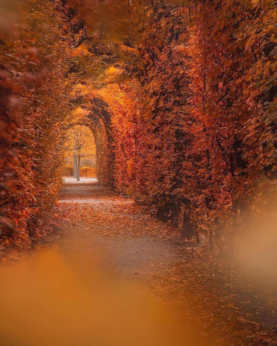 Wien | Viennaさんのインスタグラム写真 - (Wien | ViennaInstagram)「Vienna in all its autumn glory 🍁Which places in the city are your favourites this time of the year? ❤️ @nagyloryphoto #ViennaNow  #wien #wienliebe #vienna #stadtwien #visitvienna #viennagram #vienna_city #vienna_austria #ilovevienna #viena #viennablogger #viennacitycard #autumn #autumnvibes #autumnleaves #autumncolors #park #garden #nature #schönbrunn #schlossschönbrunn #travel #traveleurope #feelaustria #austria」10月24日 3時11分 - viennatouristboard