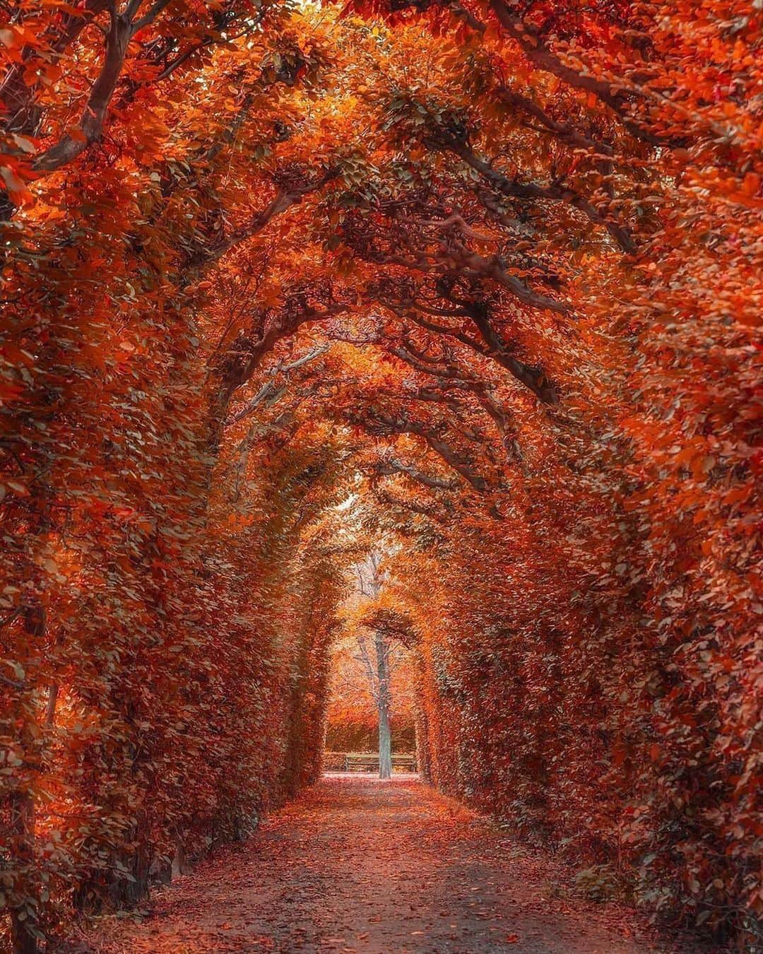 のインスタグラム：「Vienna in all its autumn glory 🍁Which places in the city are your favourites this time of the year? ❤️ @nagyloryphoto #ViennaNow  #wien #wienliebe #vienna #stadtwien #visitvienna #viennagram #vienna_city #vienna_austria #ilovevienna #viena #viennablogger #viennacitycard #autumn #autumnvibes #autumnleaves #autumncolors #park #garden #nature #schönbrunn #schlossschönbrunn #travel #traveleurope #feelaustria #austria」