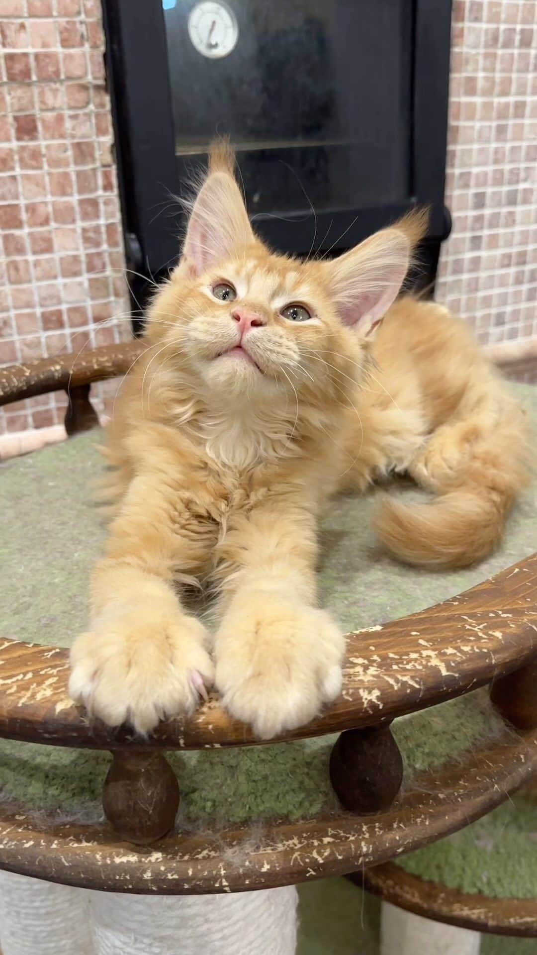 МейнКун MaineCoon Питомникのインスタグラム：「Рыжее чудо✨❤️」