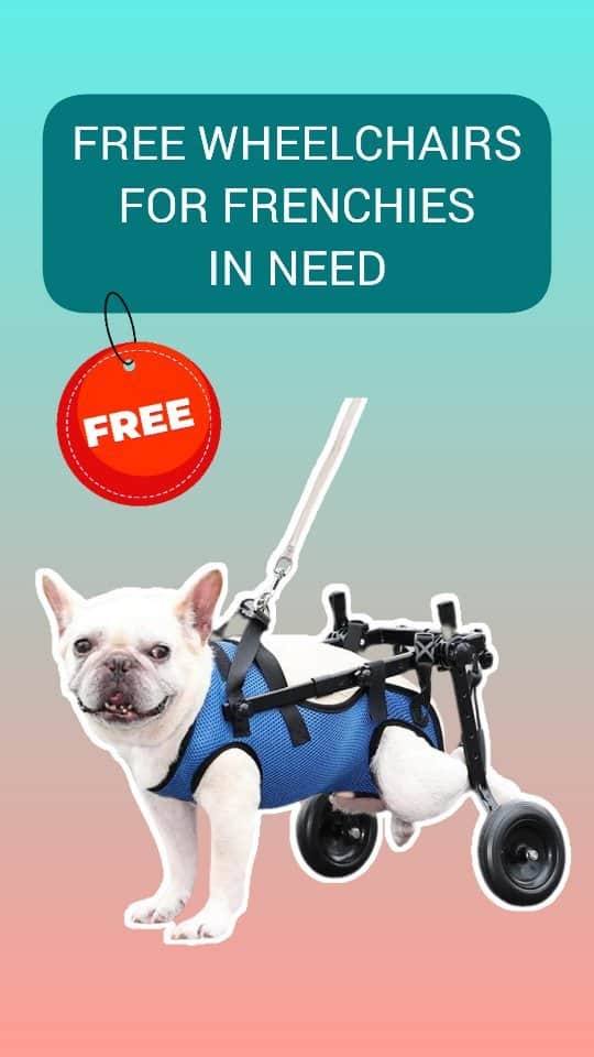 French Bulldogのインスタグラム：「✅️ Life has its share of rough patches. And sometimes, our furry friends need a little push (or roll) in the right direction. 🐾🐶  ✅️ The French Bulldog Adjustable Wheelchair promises mobility, freedom, and a sprinkle of swagger. ♿️  ✅️ With the commendable efforts of Everlasting Devotion Frenchie Rescue, many Frenchies are now living their best lives. So here's to rolling into a brighter, more mobile tomorrow, one Frenchie at a time. And if you see a Frenchie speeding past you on the sidewalk, don’t be alarmed. They’re just living life in the fast lane, thanks to their brand new set of wheels! ❤️  . . . . .  #frenchie #frenchbulldog #threelegs #threelegged #frenchbulldog #threeleggeddog #tripoddog #puppy #dog #tripaw #frenchiemom #threelegfrenchie #threeleggeddoggo #frenchbulldogrescue #FrenchieRescue #ivddrecovery」